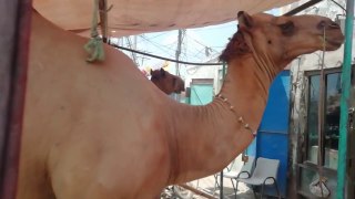 Camel For Qurbani Eid-ul-Adha 2020/warsi Brothers