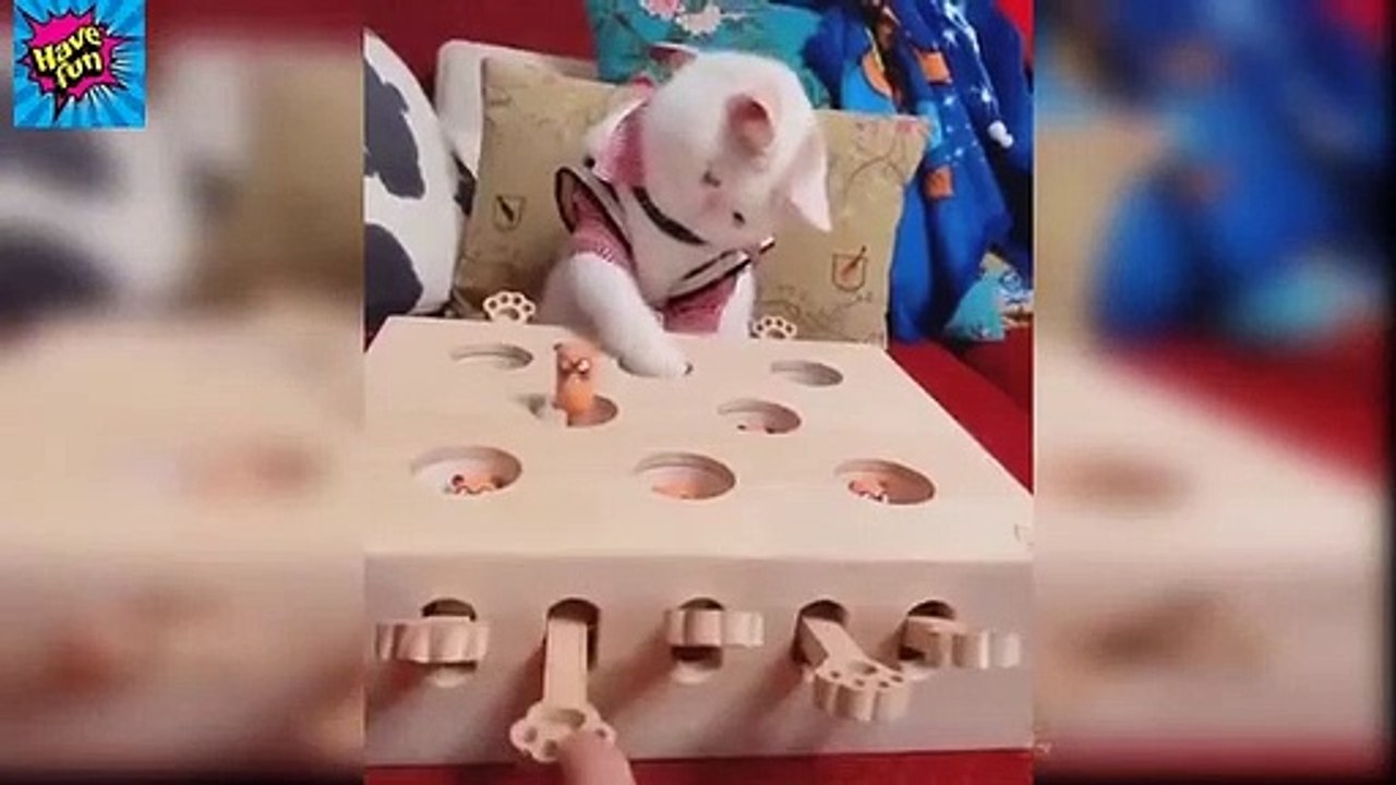 Baby Cats - Cute and Funny Cat Videos Compilation