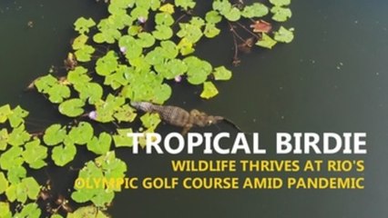 Tropical birdie: Wildlife thrives on Rio's olympic golf course amid pandemic