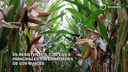 5 por CINCO_¿Naturaleza yo o la venganza del tlacuache (T1 E5) Versión Extendida