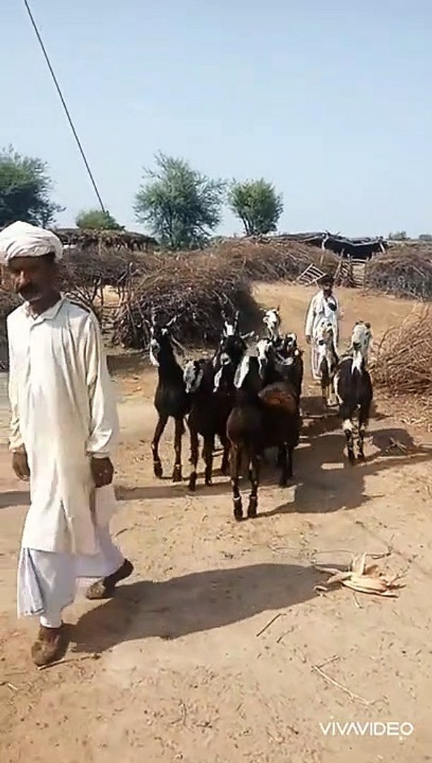 ⁣Des chèvres fans d'EMINEM