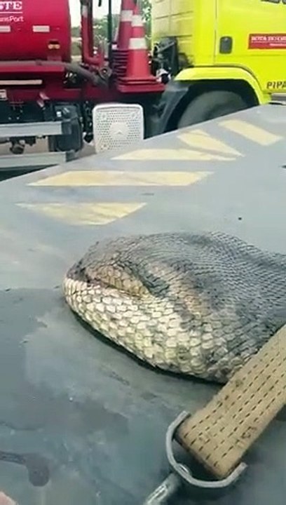 Ils capturent le plus gros serpent du monde : anaconda de 10m