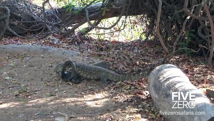 Un énorme lézard fait face à un python