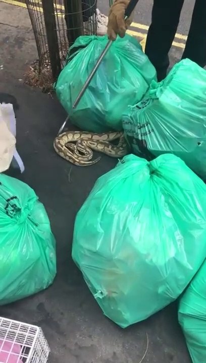 Ils découvrent un gros serpent dans les poubelles à Londres