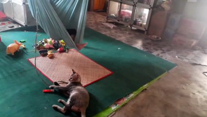 Cat Swings Kid to Sleep