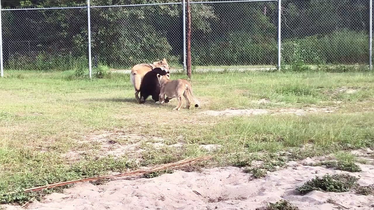 Adorable Play Session between a Lion, Wolf, and a Bear