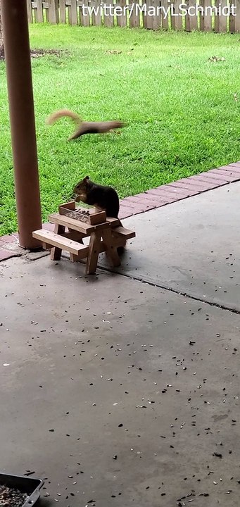 Squirrels Have a Backyard Bonanza