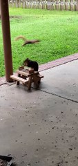 Squirrels Have a Backyard Bonanza