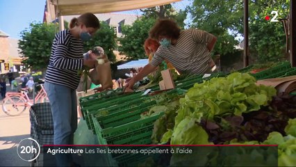 Bretagne : le manque d’éleveurs inquiète sur les îles