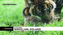 Cria de tigre de Sumatra nasce em zoológico na Polónia