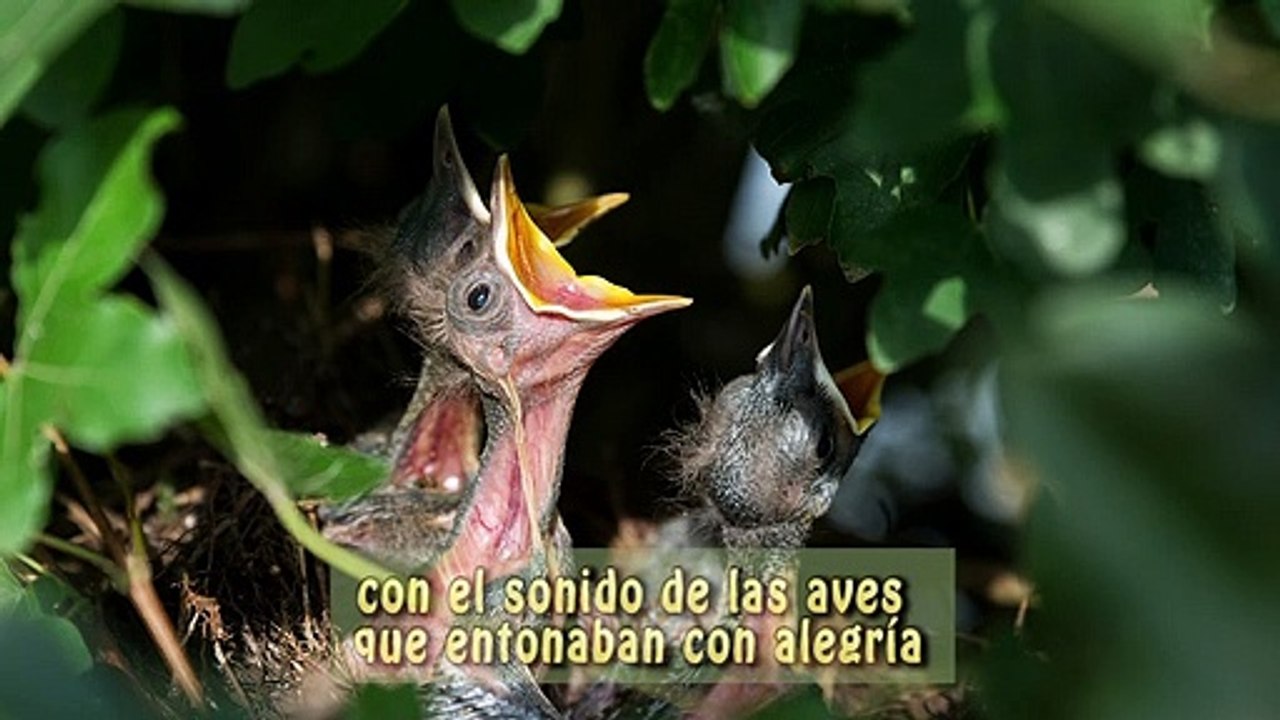 POEMAS PARA EL ALMA  "UN NUEVO AMANECER" Poema Por: Zoé Hacienda RENACER de Lares - Puerto Rico & MUSIC SPA