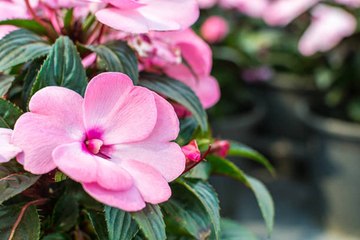 The Reasons Why Southerners Will Always Love Impatiens