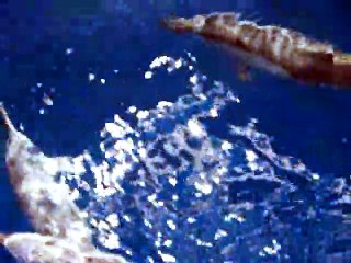 Safari dauphins