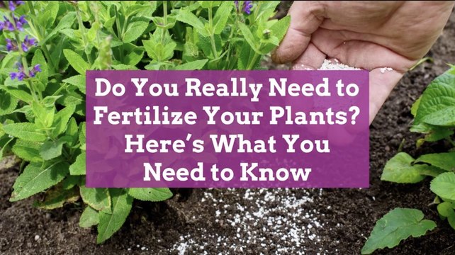 Do You Really Need to Fertilize Your Plants? Here's What You Need to Know