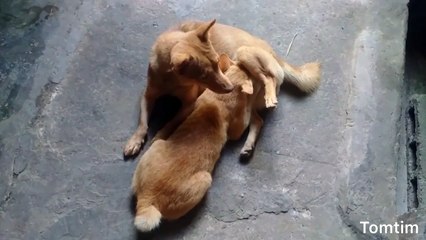 The yellow fur kitten mistook the yellow fur dog as its mother and the breast was suckled