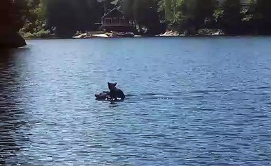 Mother Bear Swims with Cub atop Her Head