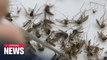 S. Korea issues warning for Japanese encephalitis, urging public to take precautions