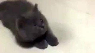 Funny animals-Awesome reaction!