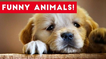 Funniest Pet Clips, Bloopers & Moments Caught On Tape 2017 _ Funny Pet Videos