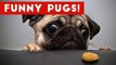 The Funniest & Cutest Pug Home Videos Weekly Compilation _ Funny Pet Videos