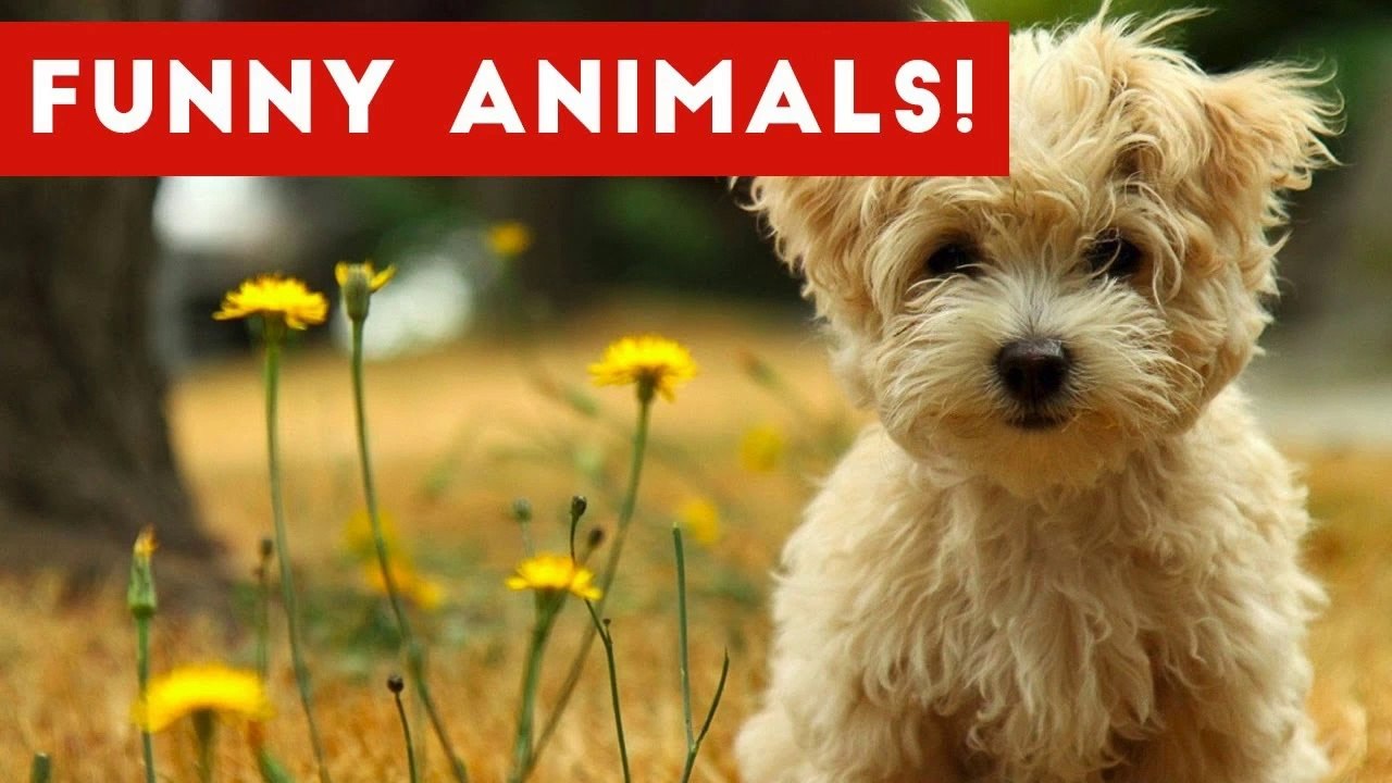 Funniest Pet Clips, Bloopers & Moments Caught On Tape 2017 _ Funny Pet Videos