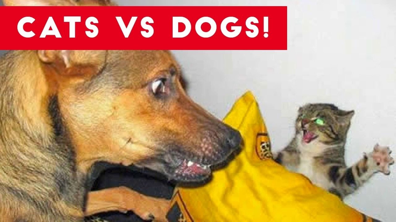 Funniest Cat Vs Dog Video Compilation of 2017 _ Funny Pet Videos