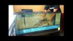 OUTDOOR Aquarium Fish Kit for NEW PET!