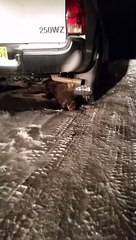 Moose Gets Stuck Under a Truck