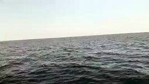 ️ Pescadores  graban delfines frente a playas de Ixtapa Zihuatanejo.