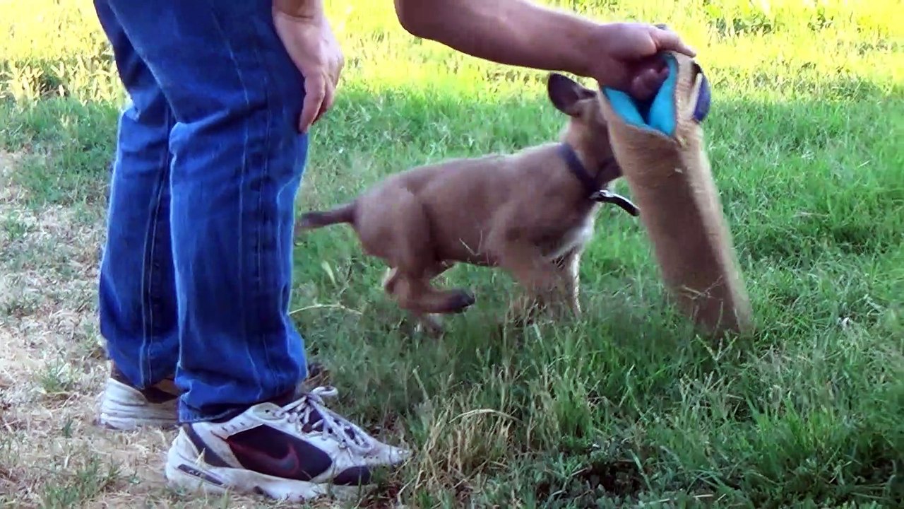 Lycan x Lenin pups 7 weeks