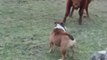Bulldog Plays With Herd of Cows in Field
