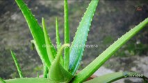 disadvantages of aloevera