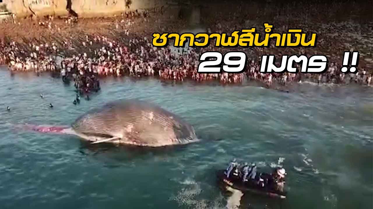 ฮือฮา ซากวาฬสีน้ำเงิน 29 เมตร เกยตื้นริมหาด ชาว...