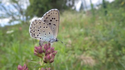 L'azuré du serpolet, papillon star de l'espace naturel sensible des Bachassier à Chabeuil