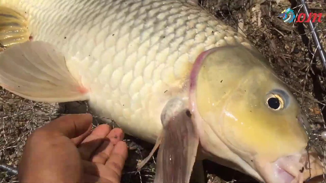 # 2 Carp Fishing - Big Carp Hunting