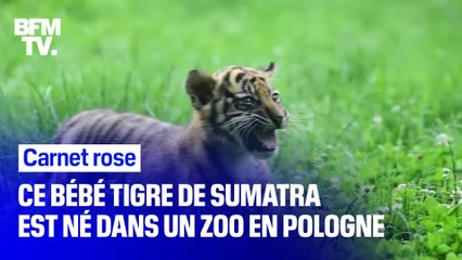 Ce bébé tigre de Sumatra est né dans un zoo en Pologne