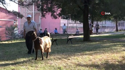 Yalnızlıktan sıkılınca sahiplendiği keçiyle dost oldu