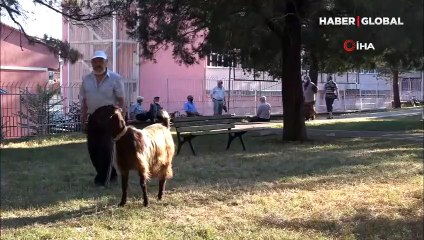 Yalnızlıktan sıkılınca sahiplendiği keçiyle dost oldu