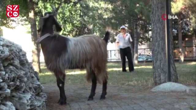 Görenleri şaşkına çeviren arkadaşlık