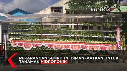 Penghasilan Jutaan Rupiah Tiap Bulan dari Berkebun Hidroponik