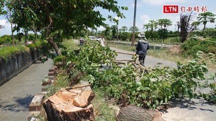 綠樹浩劫？彰水利會砍400棵樹種電