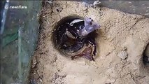 Timelapse footage captures the moulting of rhinoceros beetle