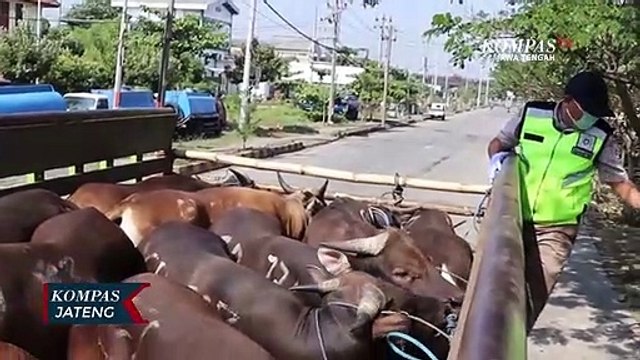Pandemi, Kemenag Jateng Anjurkan Pemotongan Hewan Kurban Di RPH