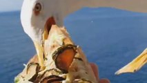 Seagull: Hungry seagull swipes pizza out of food blogger's hand as he films