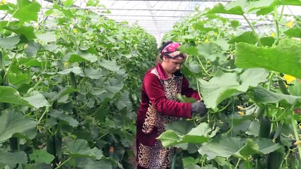 Ahıska Türkleri Karadeniz ve Doğu Anadolu'nun sebze ihtiyacını karşılıyor - ERZİNCAN