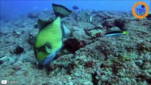 Découvrez le Baliste, cet étrange poisson aux dents humaines qui affole la toile