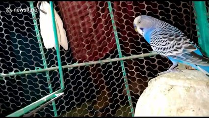 Rescuer in India retrieves birds from cage which cobra had infiltrated