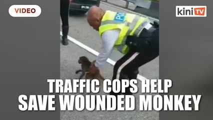 Traffic cops, motorcyclist save wounded monkey on highway