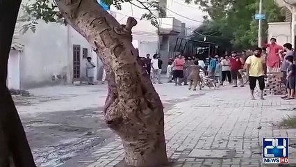 WATCH | Eid-ul-Azha Bull Becomes | Violent Run After People