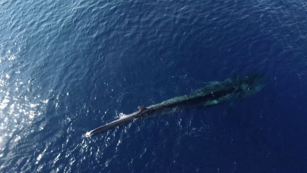 Cette baleine sans queue agonise depuis des mois en Méditerranée